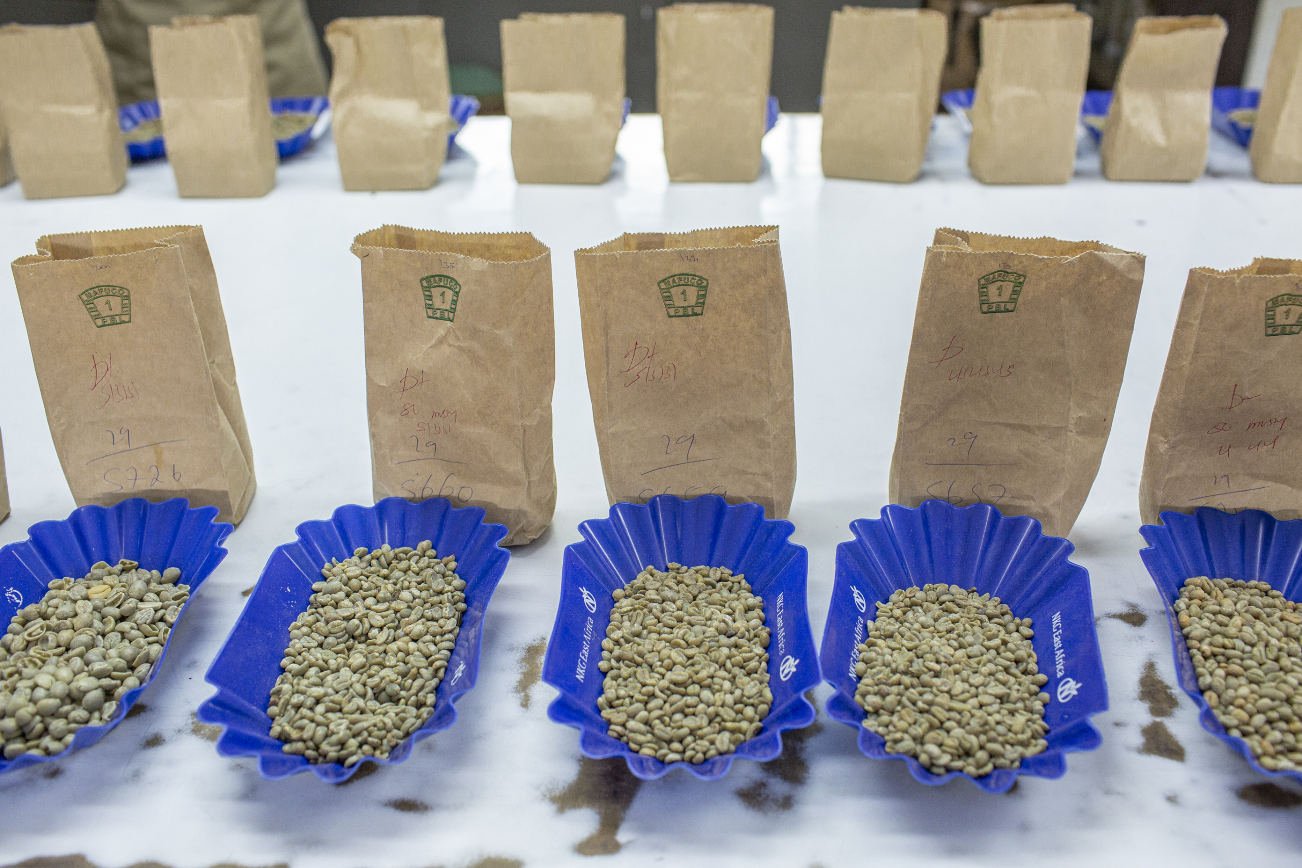 Trays of green coffee in front of labelled paper sample bags