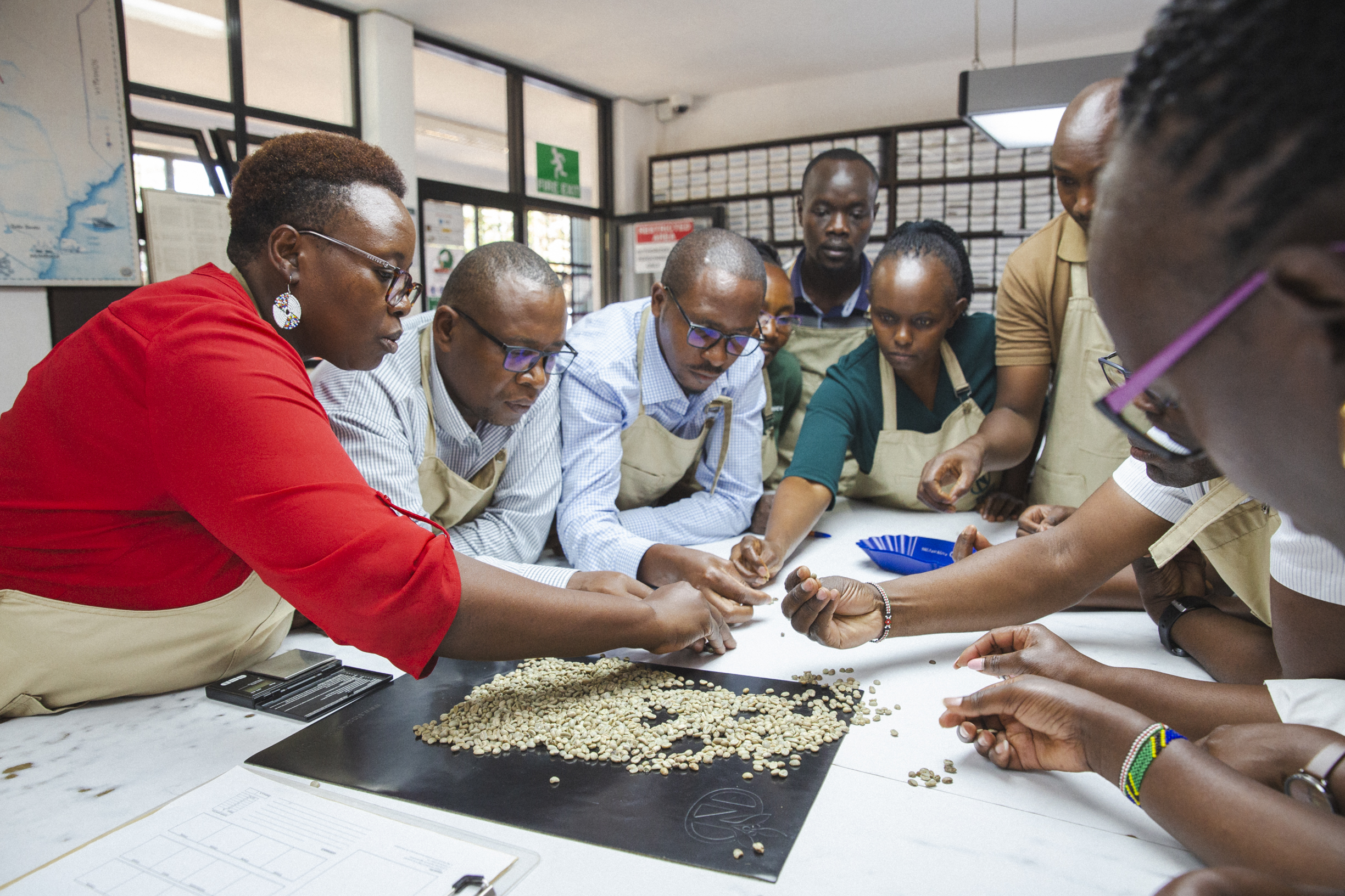 QC team members sorting green coffee beans on a grading board